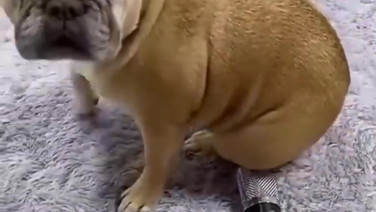 Funny animal video