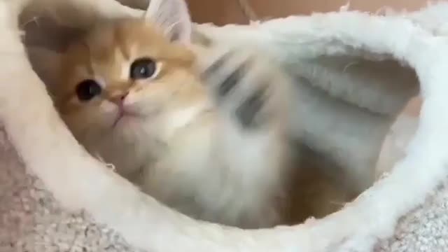 Sweet Fighting With Cat