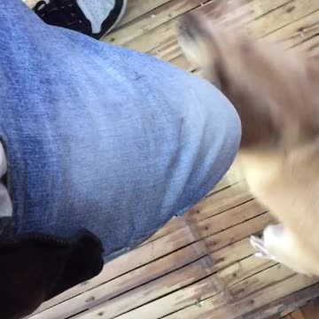 My Dog misses me and barks so happily