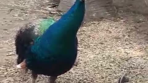 Peacocks that want to mate