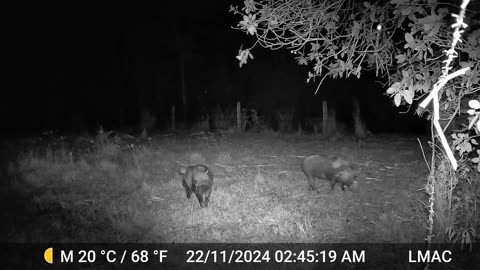 trail cam pigs