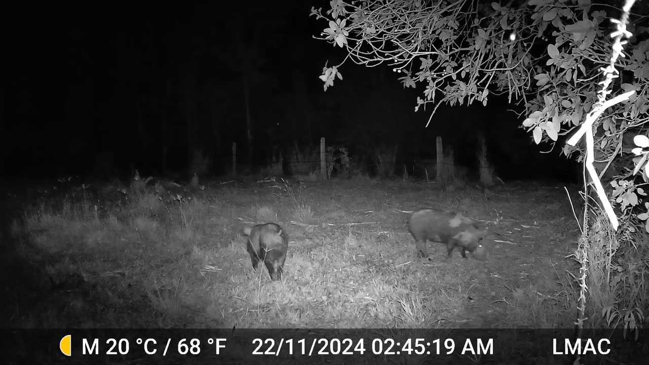 trail cam pigs