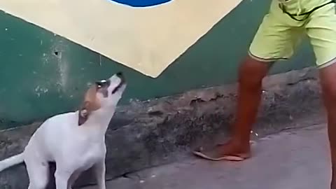 Brazilian 🇧🇷 Dog Meme