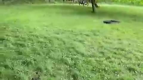 Bridgette loves driving her new pony!