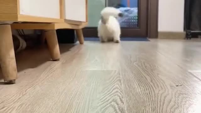 宠物小精灵