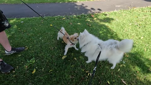 Kit met Riley walkin' in the park