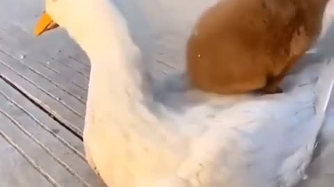 Pet Friends - funny pet video