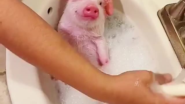 Baby piggy taking shower