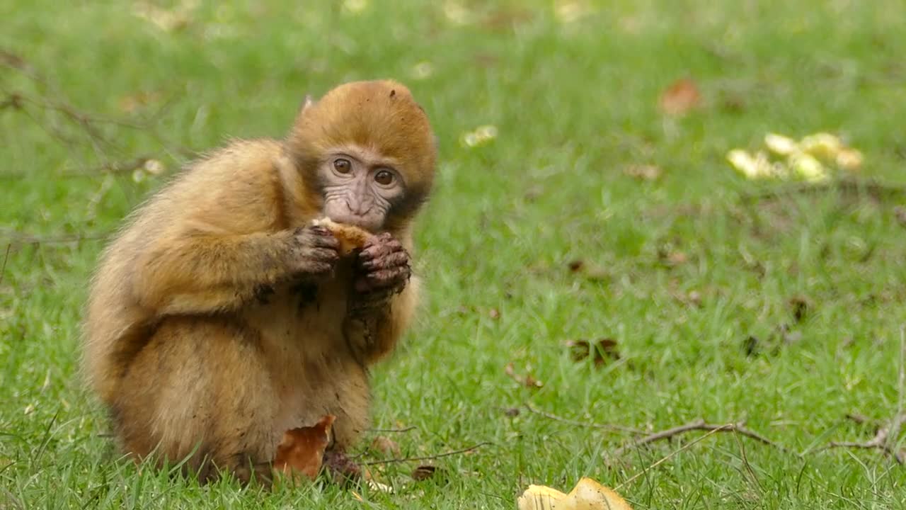 Baby Monkey Eating