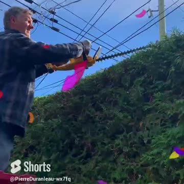 #shorts Hedge Trim Day: The Things We Do For Friends!