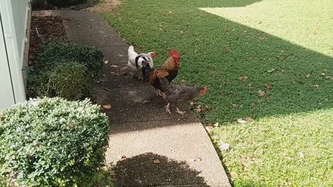 Chickens getting in trouble for being on the porch