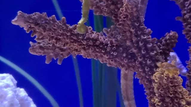 Tiny Sea Horse Swimming