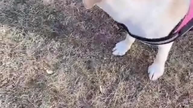 你的狗不会在长大