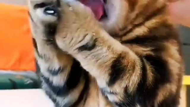 The cat does not provide the service, the cat only provides itself.