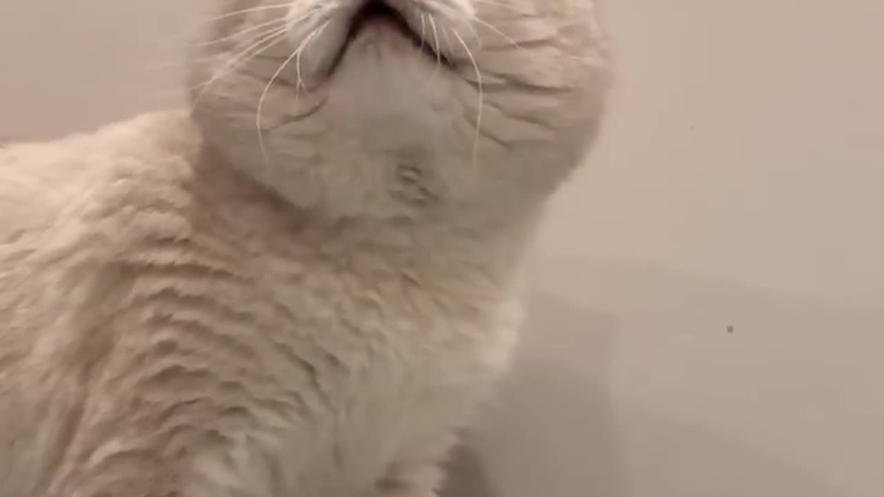 Cat sound to attract cats🙀realistic multiple meows