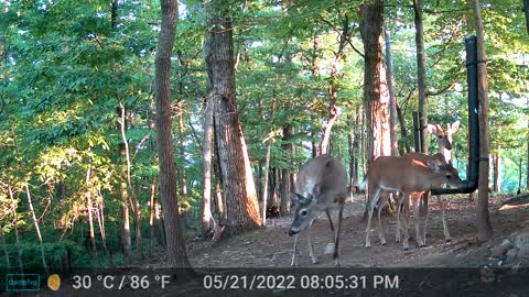 The Woods - 05/22/2022