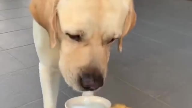 All the funny moments of the dog
