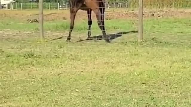 Have you ever seen a Horse doing twerk?