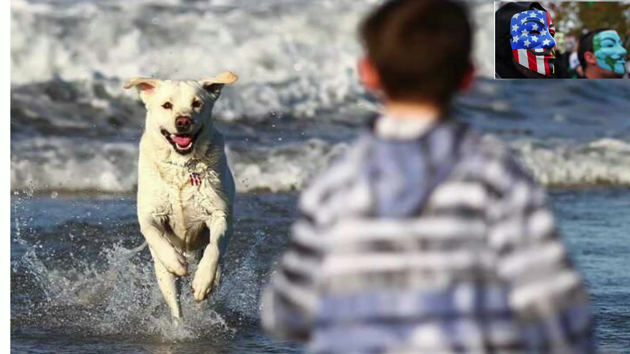 Dog Evolution - Labrador Retriever - From Working Dog to Family Companion