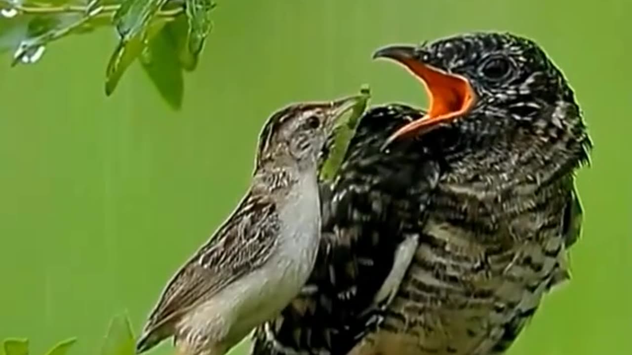 Beautiful birds