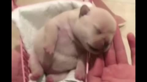 Baby puppy short video