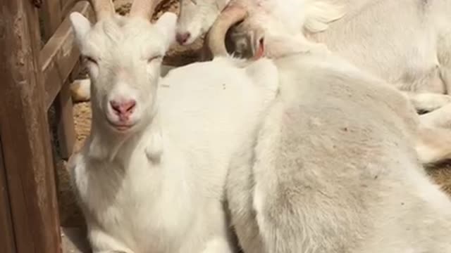 Goats Resting in the Warm Sunlight