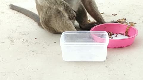 Monkey Eating food Amazing Monkey