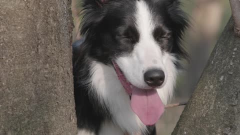 adog-standing-between-the-tree-branch
