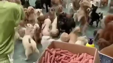 How feeding 20+ dogs looks like