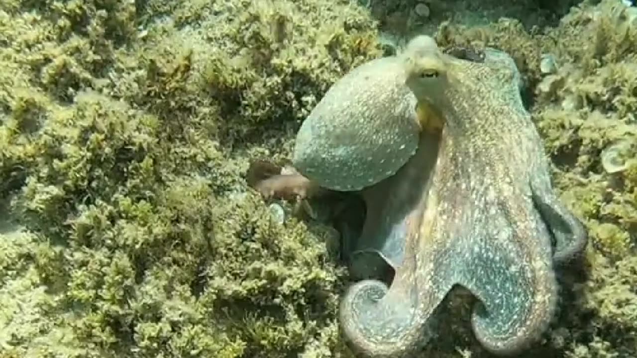 Octopuses Unveiled: A Deep Dive into Their Fascinating World