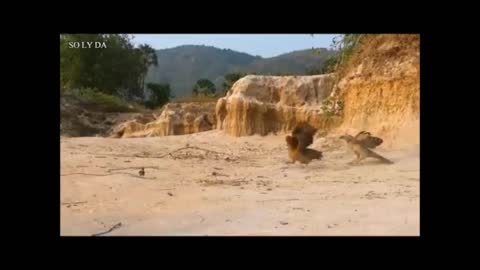 Hen eagle fight