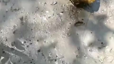 This is a beautiful and charming water-dwelling species