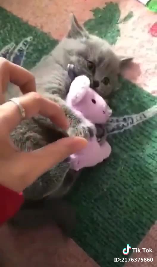 Don't mess with cat!