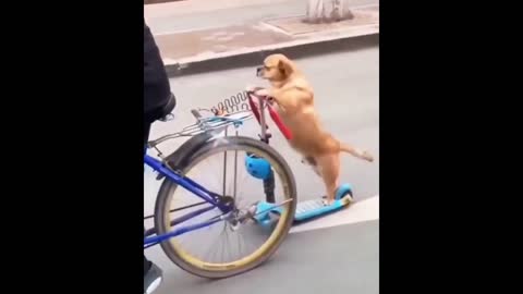 Cão Andando De Patinete