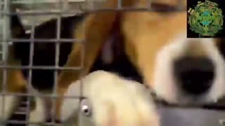 Fauci the Fraud Puts Innocent Pooches Into Torture Chamber