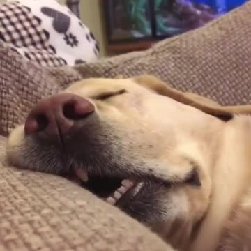 Let me sleep 5 more minutes