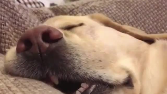 Let me sleep 5 more minutes