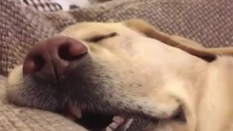 Let me sleep 5 more minutes