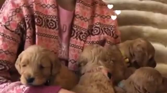 Puppy paradise, I'd stay here for ever🥰🙈