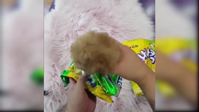 Cute Dogs Video🐶