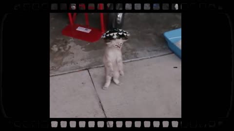 PROVED! Cats can dance !!!