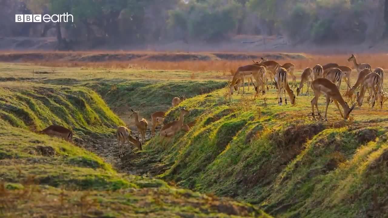 Leopard vs Impala vs Hyena | Eden: Untamed Planet | BBC Earth