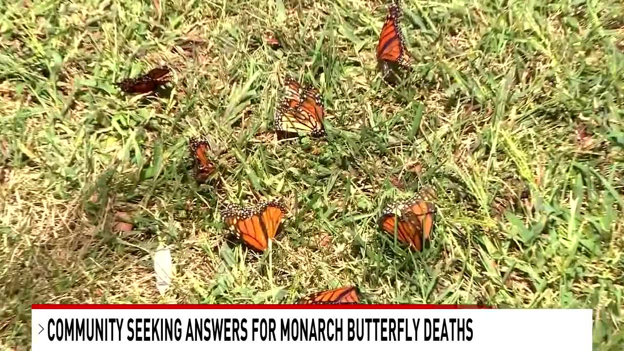 Thousands of dead monarch butterflies on Kent Island have residents wondering why and how