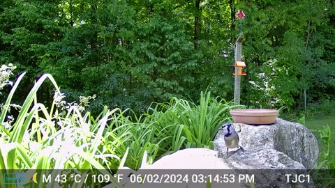 Blue Jay on the Rocks