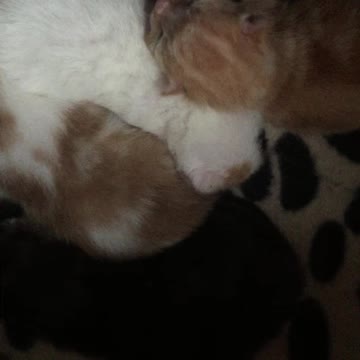 My tiny four day old kittens snuggling together in their cat nest!