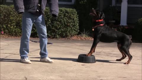 Teaching dogs to guard people and objects part one