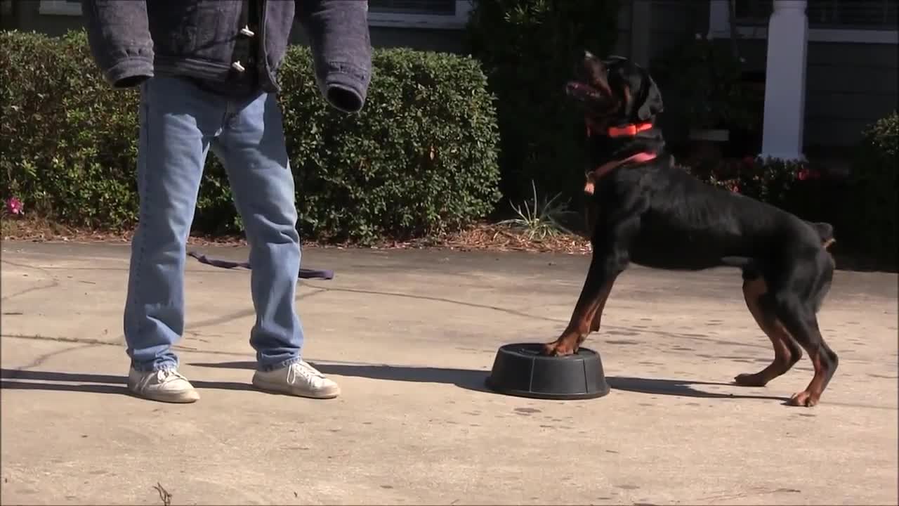 Teaching dogs to guard people and objects part one