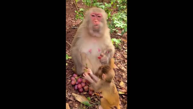 Funny monkey clip videos