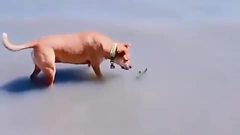 Doggy funny video new
