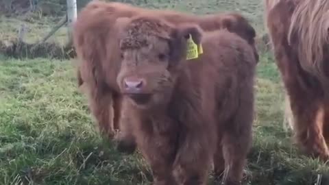 Baby higlander cows in ireland